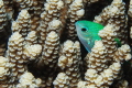   Damsel fish hiding acropora  